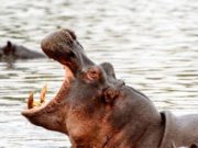 Muere un turista asiático atacado por un hipopótamo en Kenia